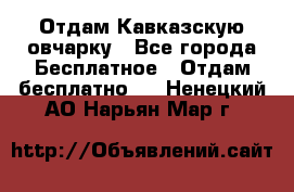 Отдам Кавказскую овчарку - Все города Бесплатное » Отдам бесплатно   . Ненецкий АО,Нарьян-Мар г.
